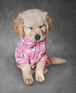 pet portrait of a golden retriever pup wearing a pink sweater with grey background color 