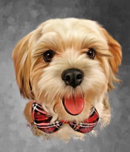 dog portrait of a shih tzu with a red bow and a grey background color