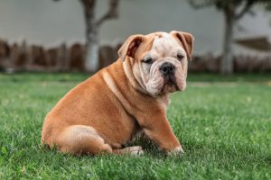 Brown color bulldog sitting on grass