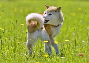 White and brown mix color dog standing on grass and chasing his own tail 