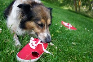 Dog chewing red color shoes
