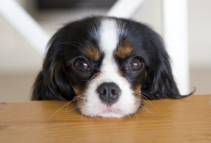 Black and white mix breed dog placing his head on a table and sweetly staring