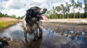 Black and white dog playing in mud