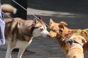 Husky smelling other dog's face