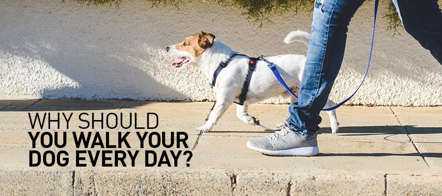 Why should you walk your dog every day?