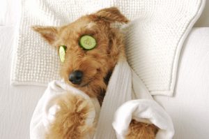 spa day of Airedale terrier dog in a bathrobe laying bed relax with beauty mask