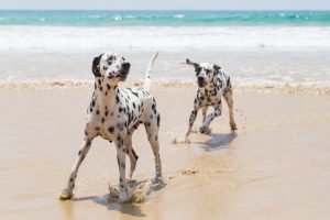 Two Dalmatians playing on a beach
