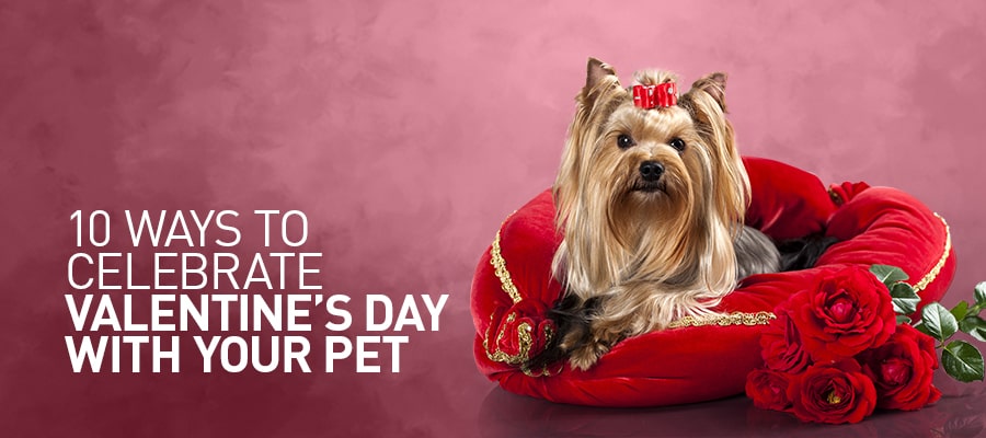10 Ways to Spend Valentine’s Day with Your Pet