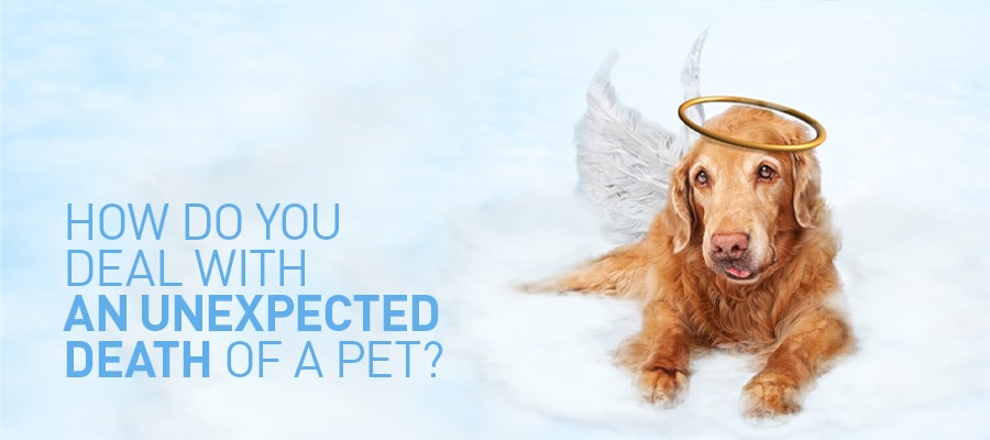 How do you deal with an unexpected death of a pet?